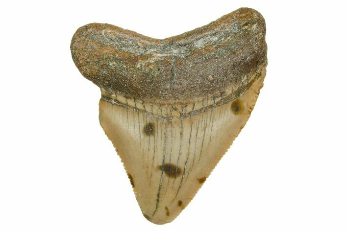 Serrated, Juvenile Megalodon Tooth - North Carolina #361727